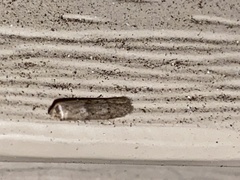 Blastobasis glandulella