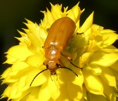Nemognatha piazata