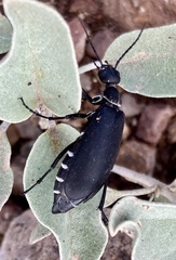 Epicauta segmenta