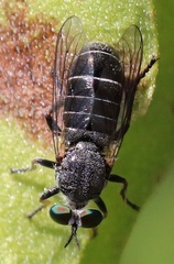 Atomosia melanopogon