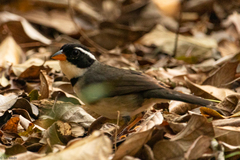 Arremon flavirostris