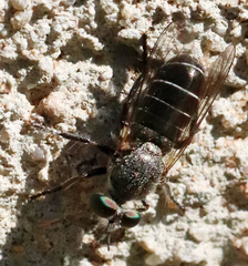 Atomosia melanopogon