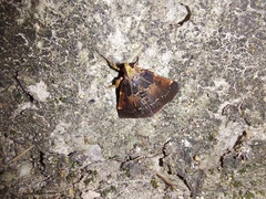 Hypanchyla fuscibasalis