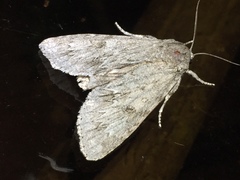 Acronicta americana