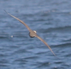 Stercorarius