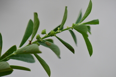 Phyllanthus maderaspatensis