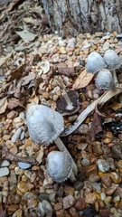 Coprinopsis variegata