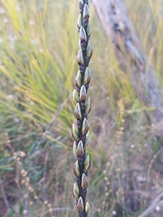 Prasophyllum elatum