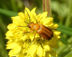 Nemognatha piazata