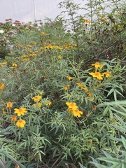 Tagetes