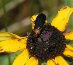 Nemognatha nemorensis