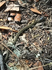 Thamnophis elegans terrestris