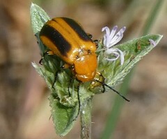 Nemognatha piazata