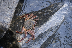 Grapsus tenuicrustatus