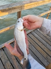 Sciaenops ocellatus