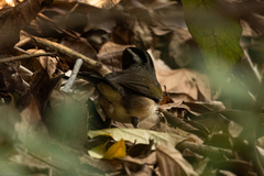 Arremon flavirostris