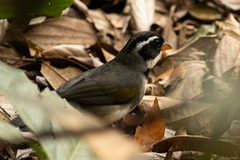 Arremon flavirostris