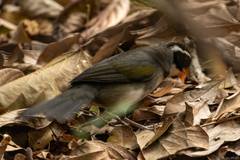 Arremon flavirostris