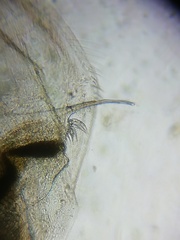 Simocephalus