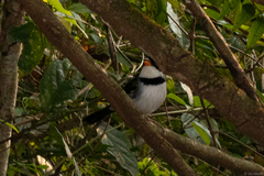 Arremon flavirostris