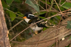 Arremon flavirostris