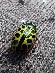 Calligrapha polyspila