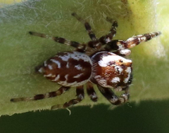 Metaphidippus chera