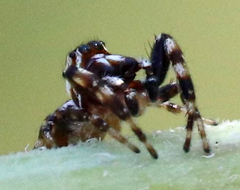 Metaphidippus chera