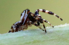 Metaphidippus chera