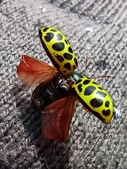 Calligrapha polyspila