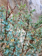 Berberis fremontii