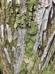 Chrysothrix xanthina