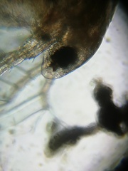 Simocephalus