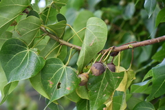 Thespesia populnea
