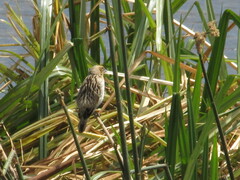 Euplectes albonotatus