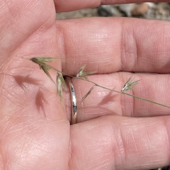 Bouteloua rigidiseta