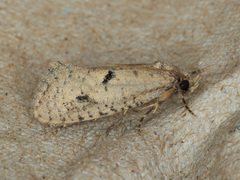 Acrolophus kearfotti