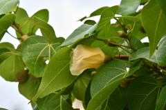 Thespesia populnea