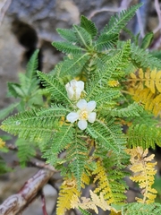 Chamaebatiaria millefolium
