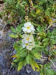 Chamaebatiaria millefolium