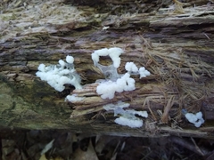 Ceratiomyxa fruticulosa
