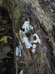 Ceratiomyxa fruticulosa