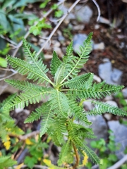 Chamaebatiaria millefolium