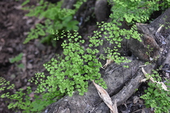 Adiantum chilense