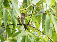 Myiophobus fasciatus