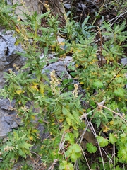 Chamaebatiaria millefolium