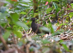 Crypturellus cinereus