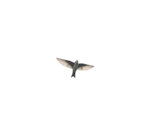 Pygochelidon cyanoleuca