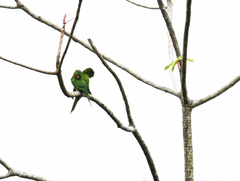 Psittacara leucophthalmus