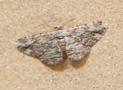 Anavitrinella pampinaria